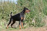 DOBERMANN 657